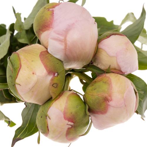 Pfingstrose rosa Alertie Frankreich 60cm