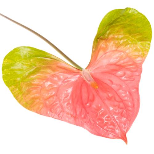 Anthurium rosa/grün Jesolo Blüte 18cm