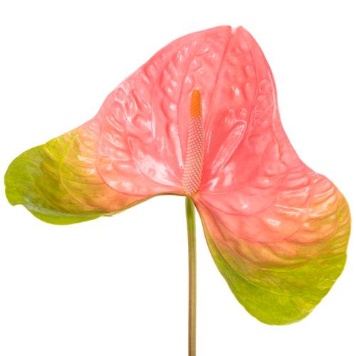 Anthurium rosa/grün Jesolo Blüte 18cm