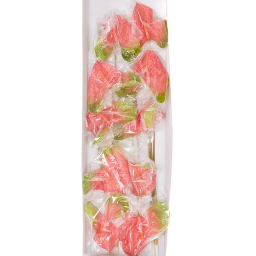 Anthurium rosa/grün Jesolo Blüte 18cm