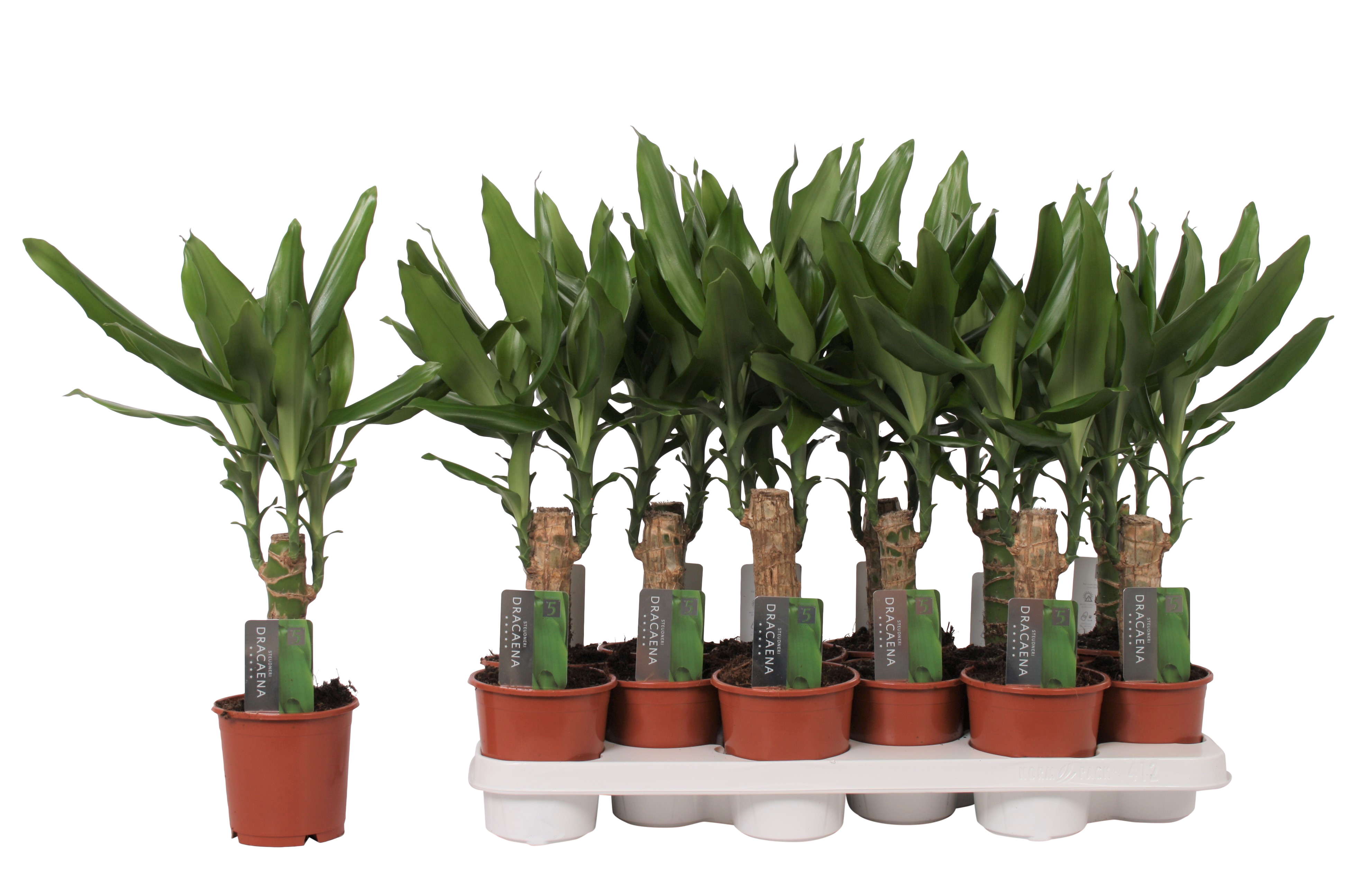goldfruchtpalme Goldfruchtpalme XL | Dypsis