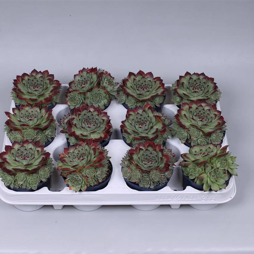Sempervivum Tect T08 H12
