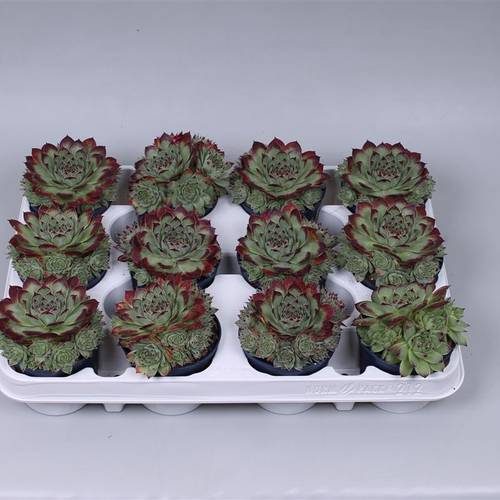 Sempervivum Tect T08 H12