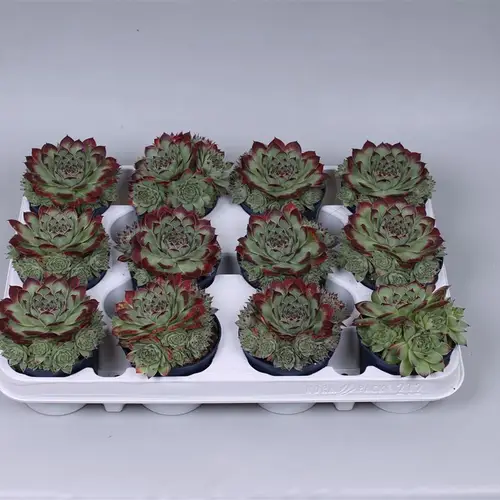 Sempervivum Tect T08 H12