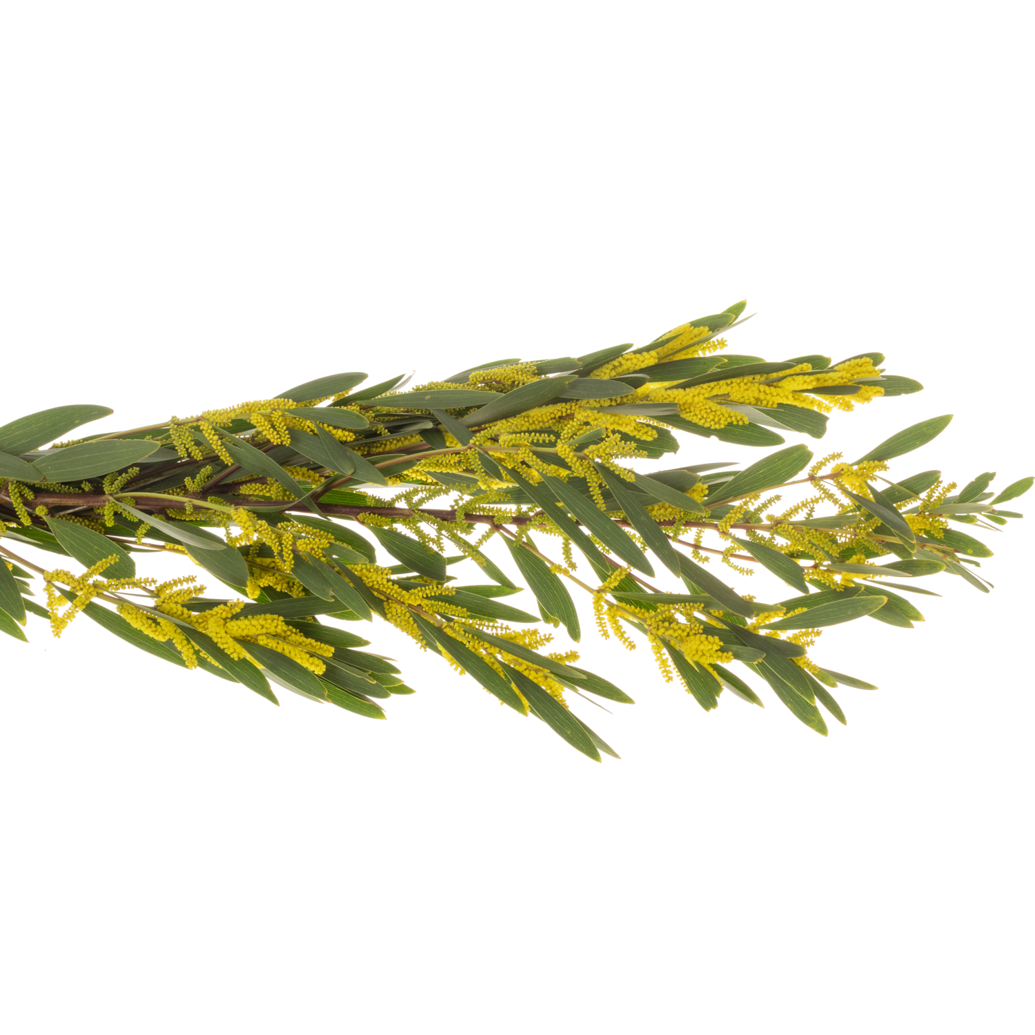 Mimosa gelb Bega d'Oro Blühend 200 Gramm 60cm