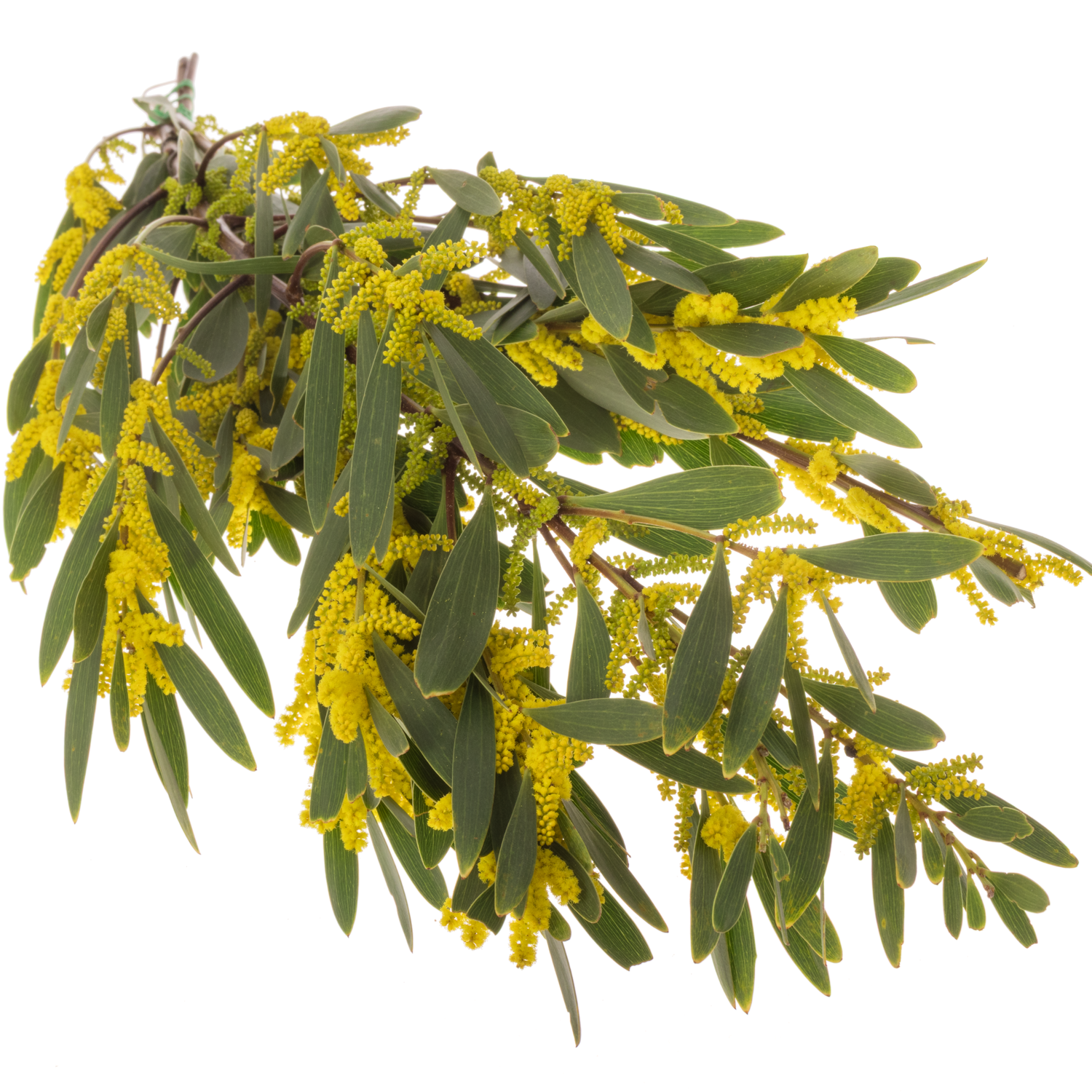 Mimosa gelb Bega d'Oro Blühend 200 Gramm 60cm