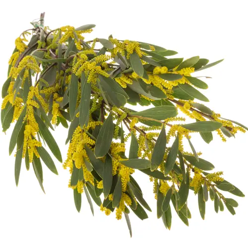 Mimosa gelb Bega d'Oro Blühend 200 Gramm 60cm