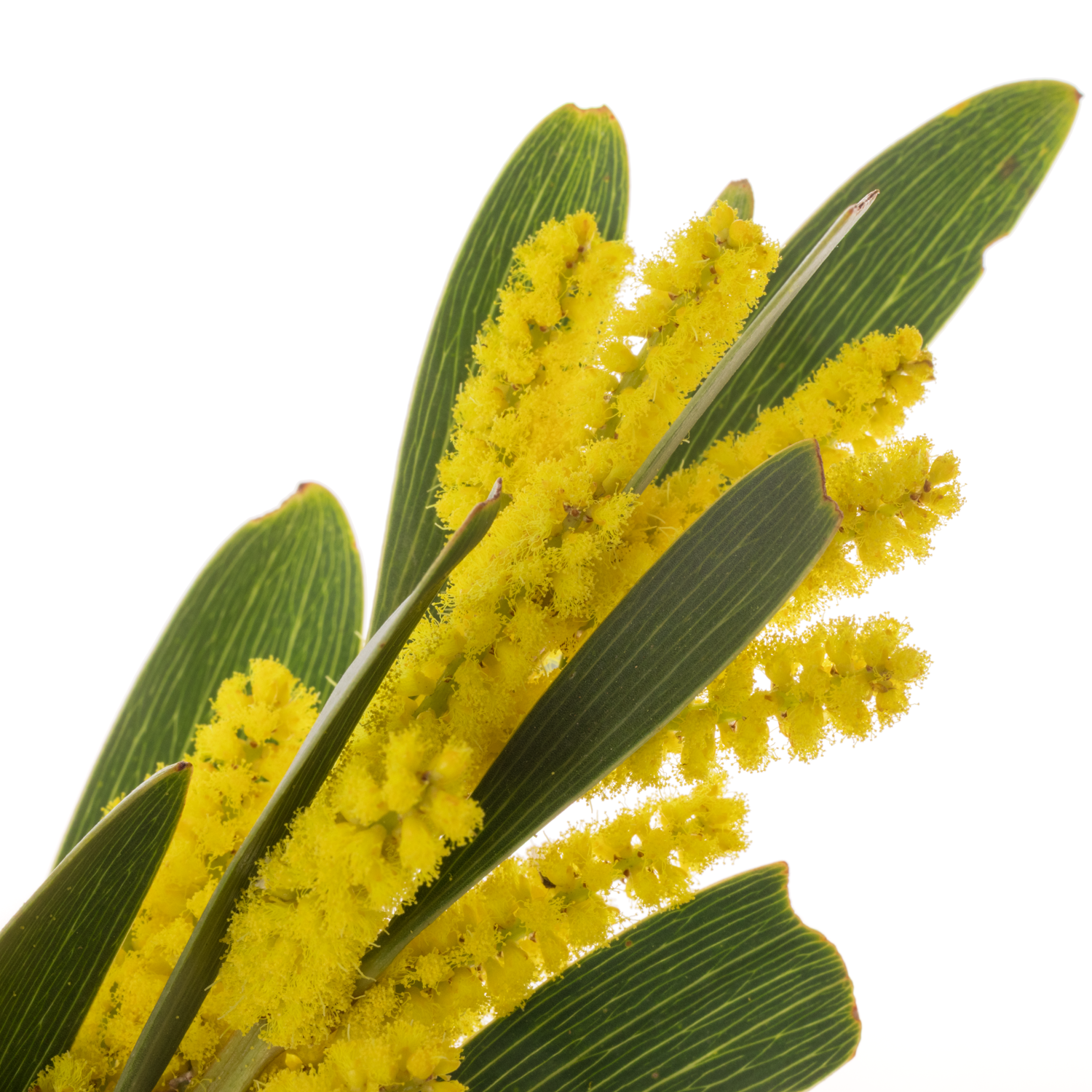 Mimosa gelb Bega d'Oro Blühend 200 Gramm 60cm