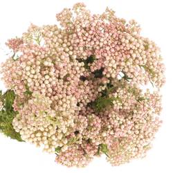 Cooks hell rosa Tall Pink 80cm