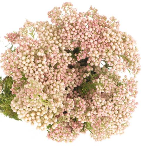 Cooks hell rosa Tall Pink 80cm