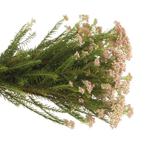 Cooks hell rosa Tall Pink 80cm