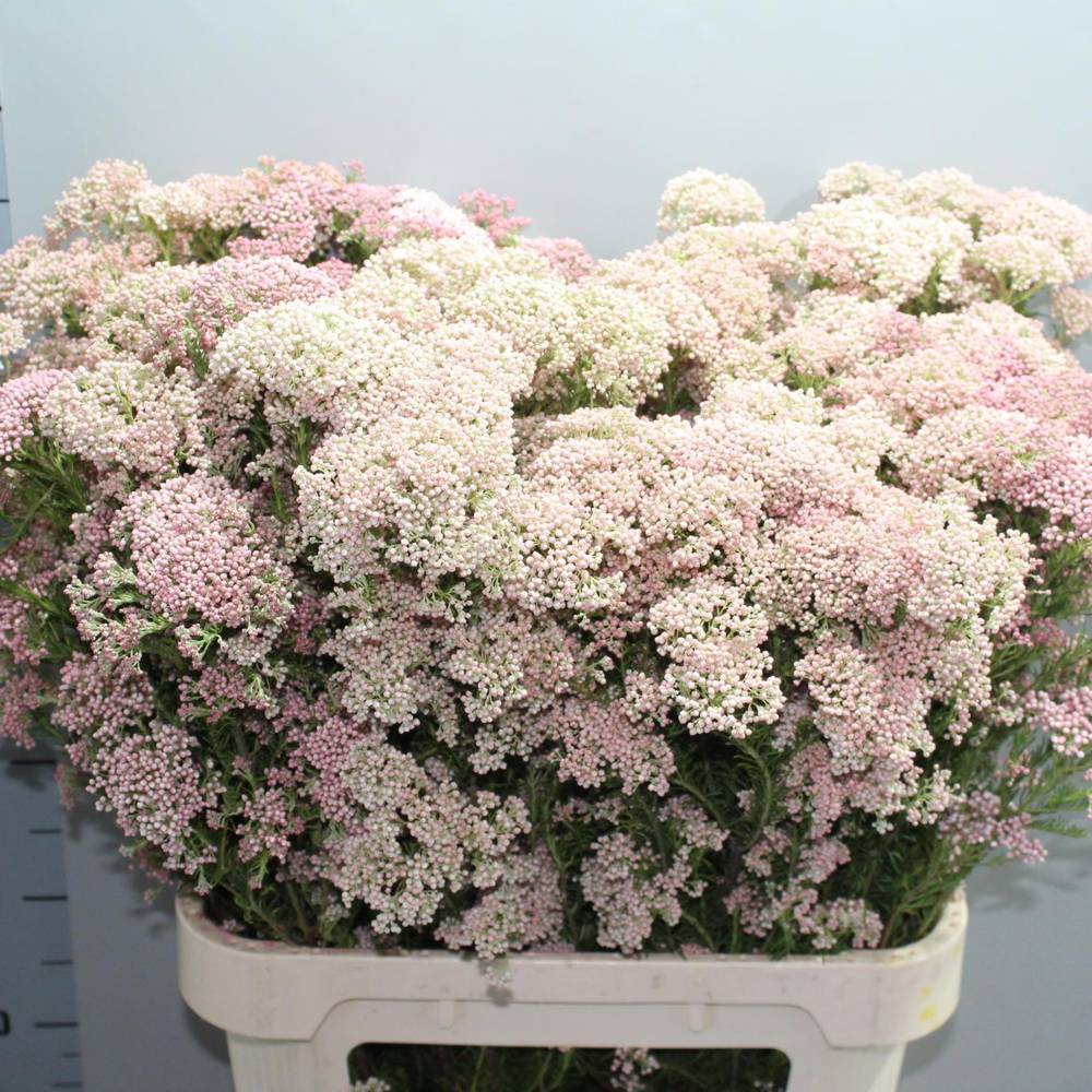 Cooks hell rosa Tall Pink 90cm