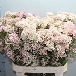 Cooks hell rosa Tall Pink 90cm