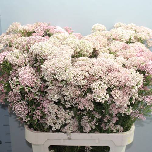 Cooks hell rosa Tall Pink 90cm