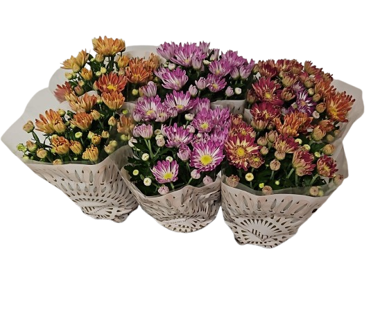 Chrysantheme mix Sollinea T13 H032