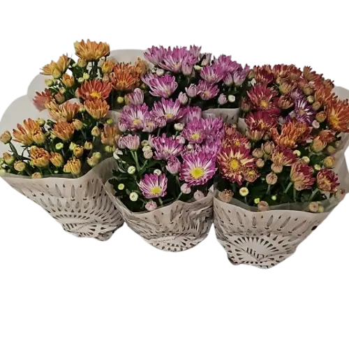 Chrysantheme mix Sollinea T13 H032