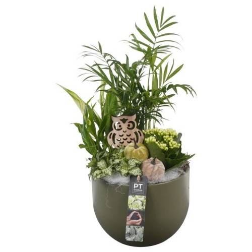 Spath.Arr PTHI5550 Herbst T19 H045