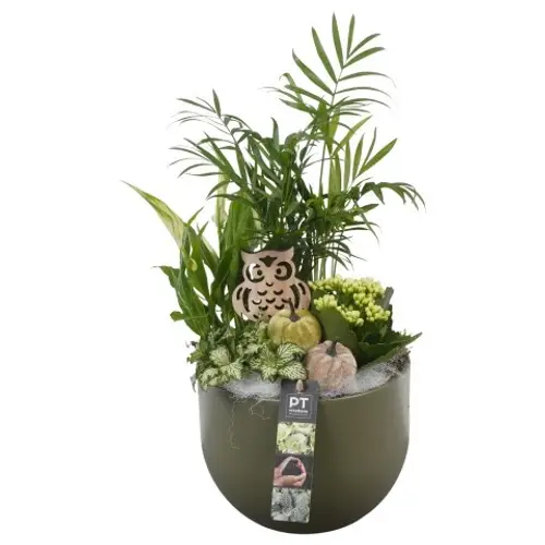 Spath.Arr PTHI5550 Herbst T19 H045