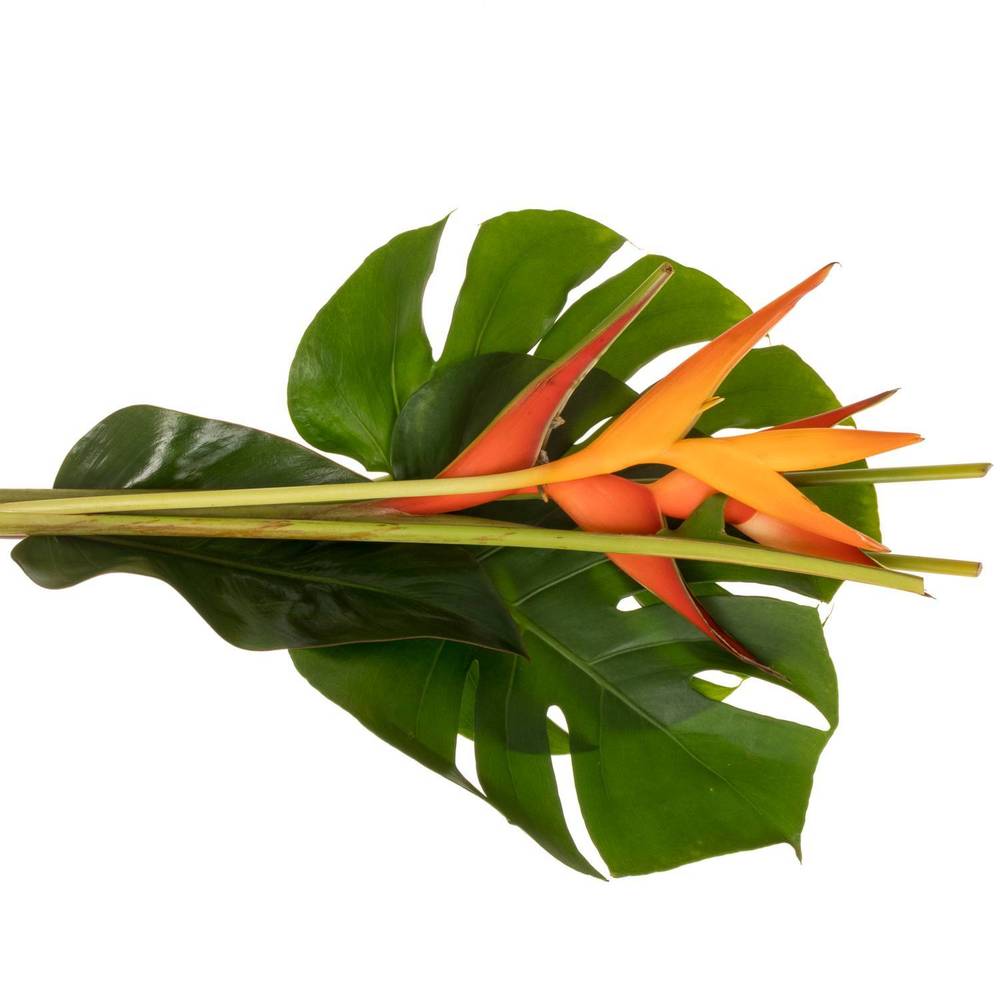 Heliconia Strauß Amor 60cm