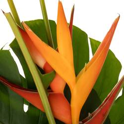 Heliconia Strauß Amor 60cm