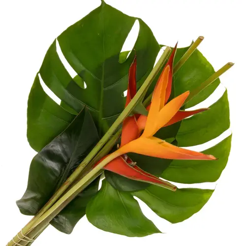 Heliconia Strauß Amor 60cm