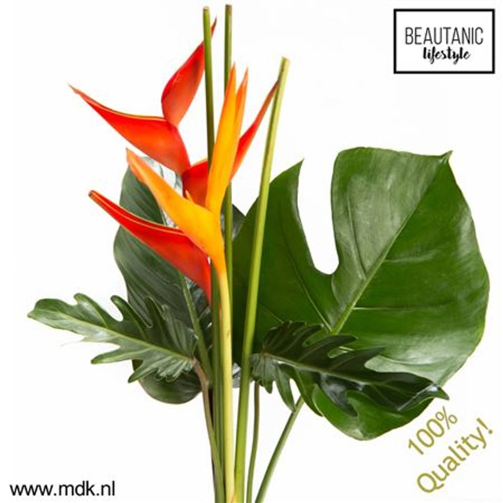 Heliconia Strauß Amor 60cm