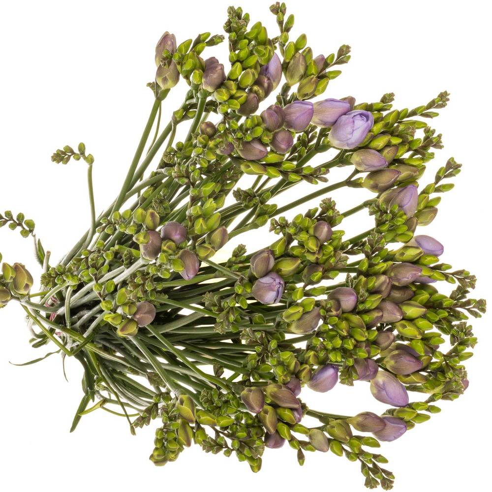 Freesie milka Romantic 20 Gramm