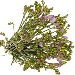 Freesie milka Romantic 20 Gramm