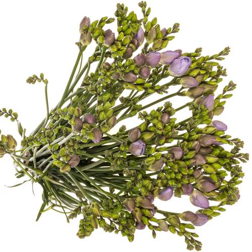 Freesie milka Romantic 20 Gramm