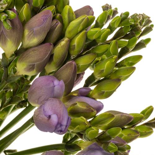 Freesie milka Romantic 20 Gramm