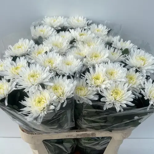 Chrys.Deko weiss Undercover 80cm DE