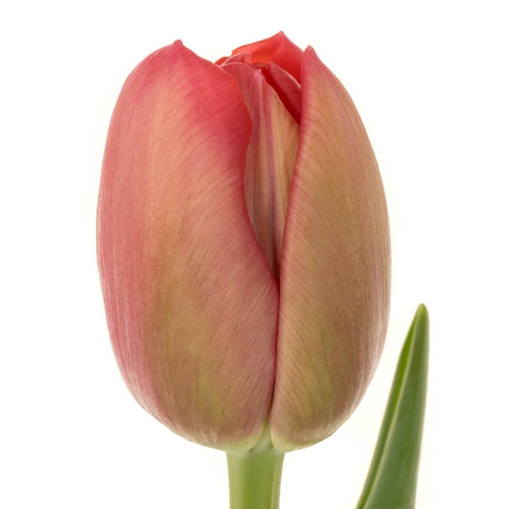 Tulpe rosa Doppel Belgravia 66Gramm