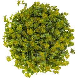 Bupleurum grün gelb 70cm