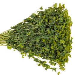 Bupleurum grün gelb 70cm