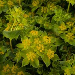 Bupleurum grün gelb 70cm