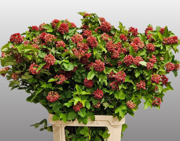 Physocarpus rot Diabolo 90cm