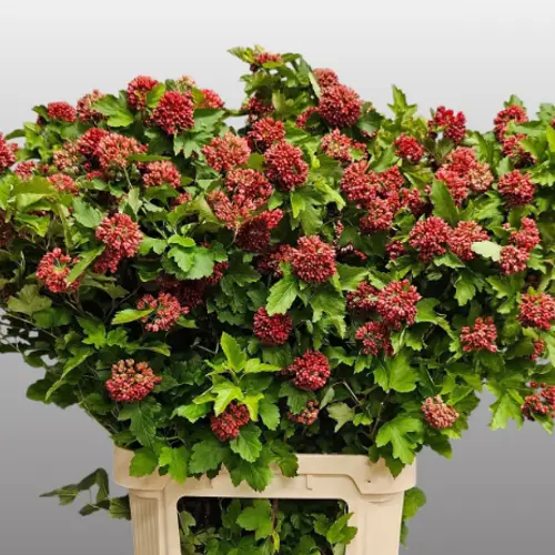 Physocarpus rot Diabolo 90cm