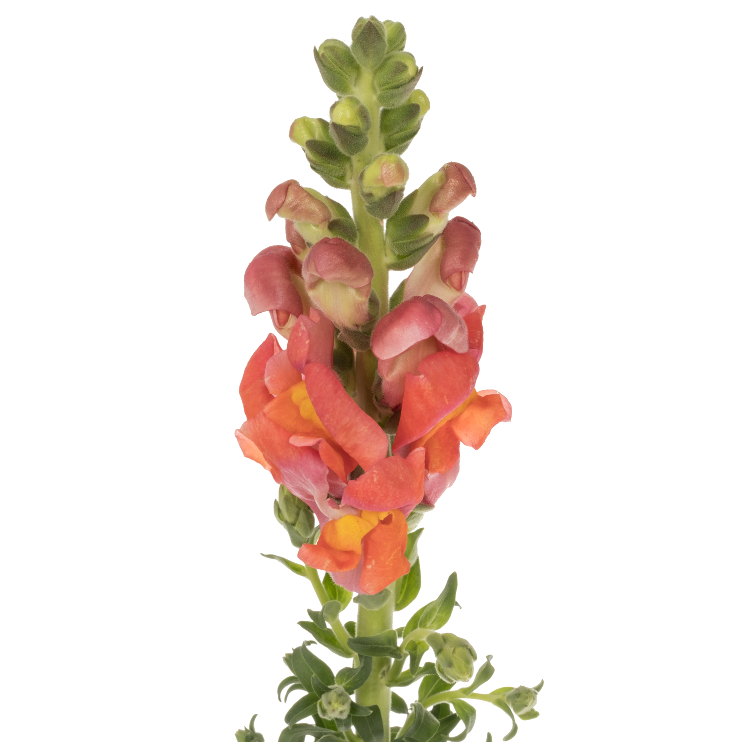 Löwenmaul dunkel orange Potomac Dark Orange 75cm