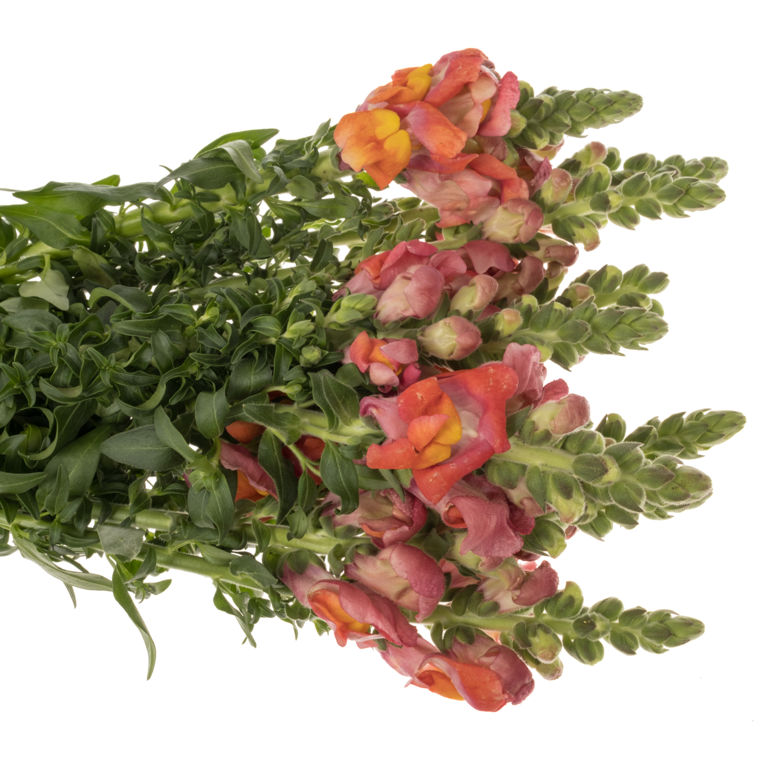 Löwenmaul dunkel orange Potomac Dark Orange 75cm