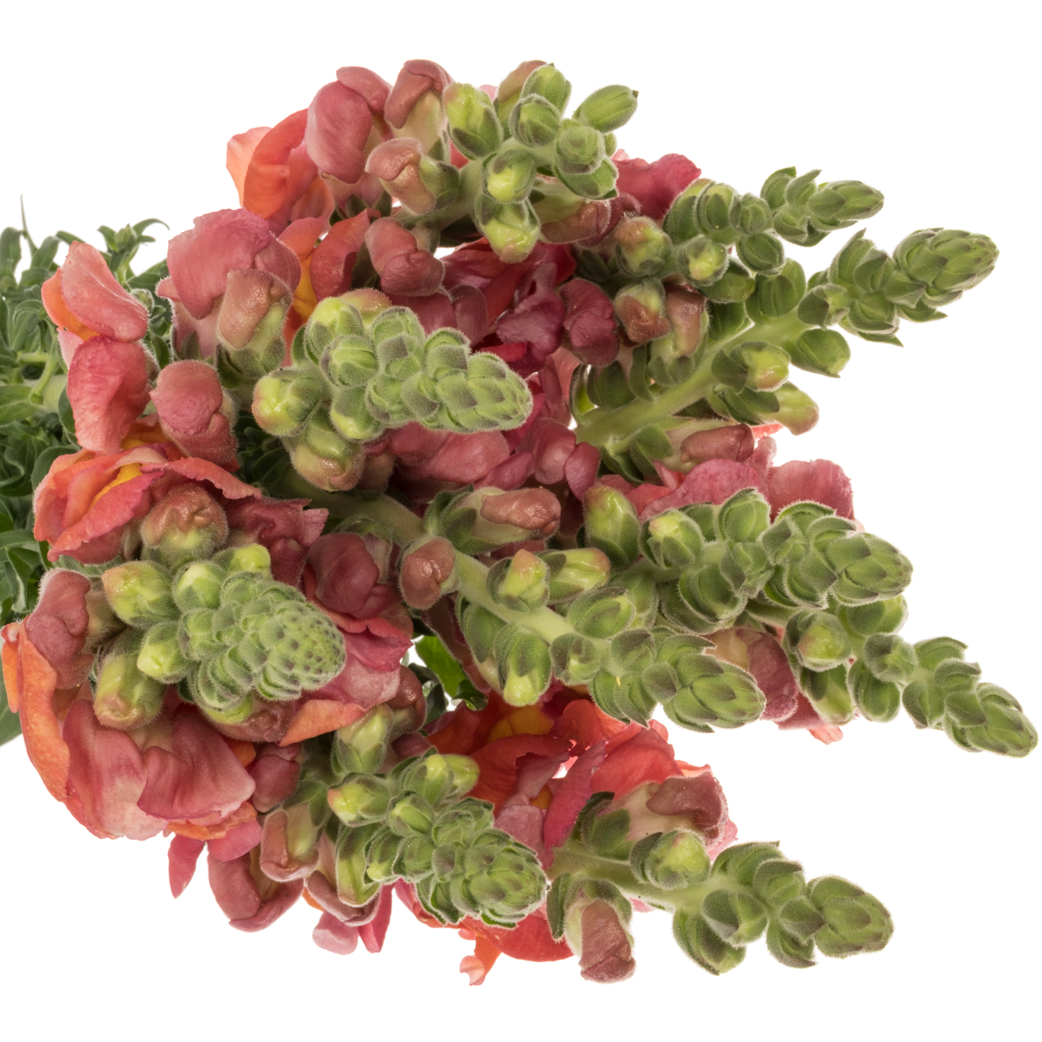 Löwenmaul dunkel orange Potomac Dark Orange 75cm