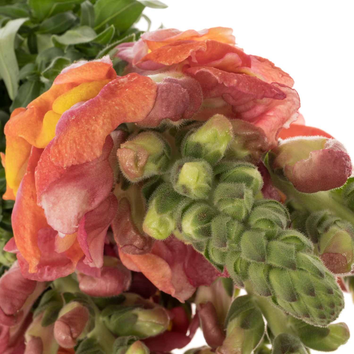 Löwenmaul dunkel orange Potomac Dark Orange 75cm