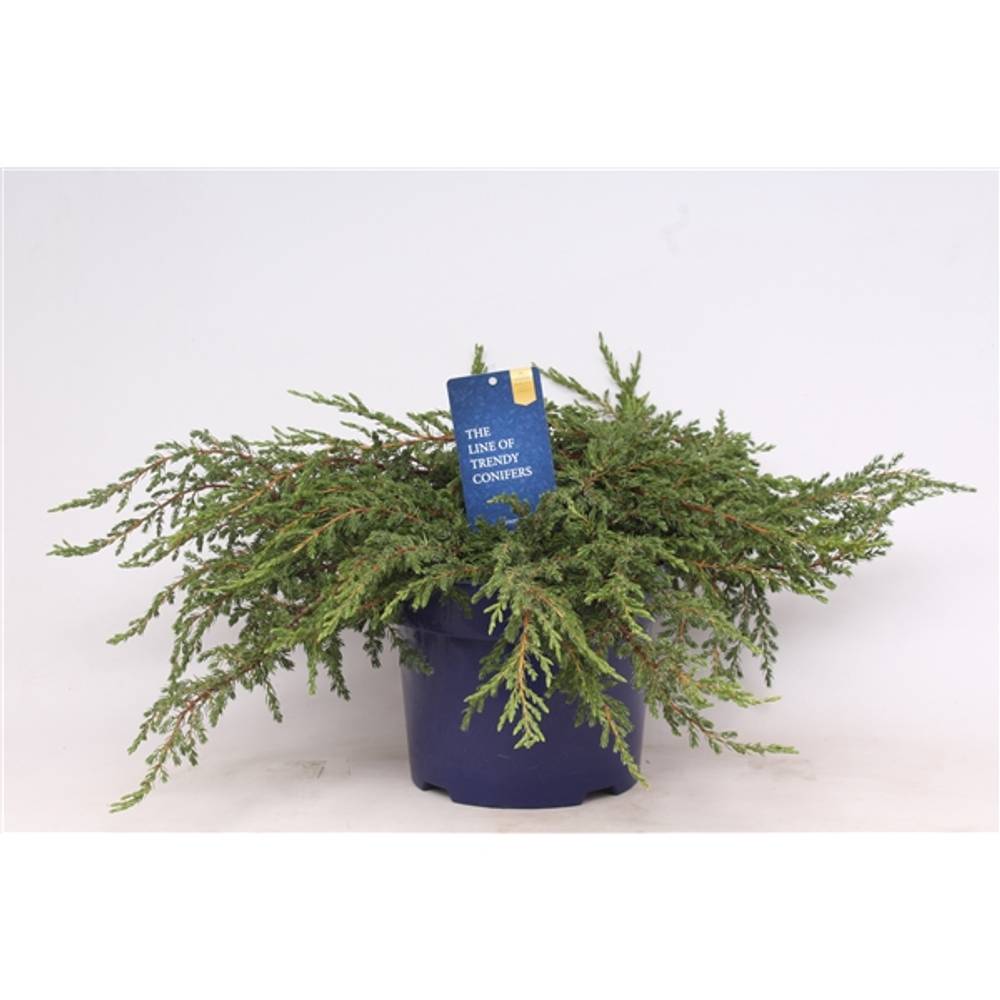 Juniperus Communis Repanda T23 H040