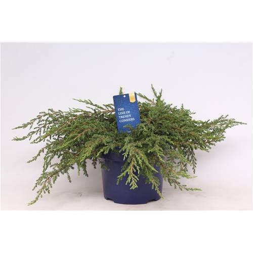 Juniperus Communis Repanda T23 H040