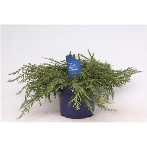 Juniperus Communis Repanda T23 H040