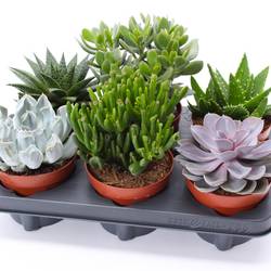 Sukkulenten mix T12 H015