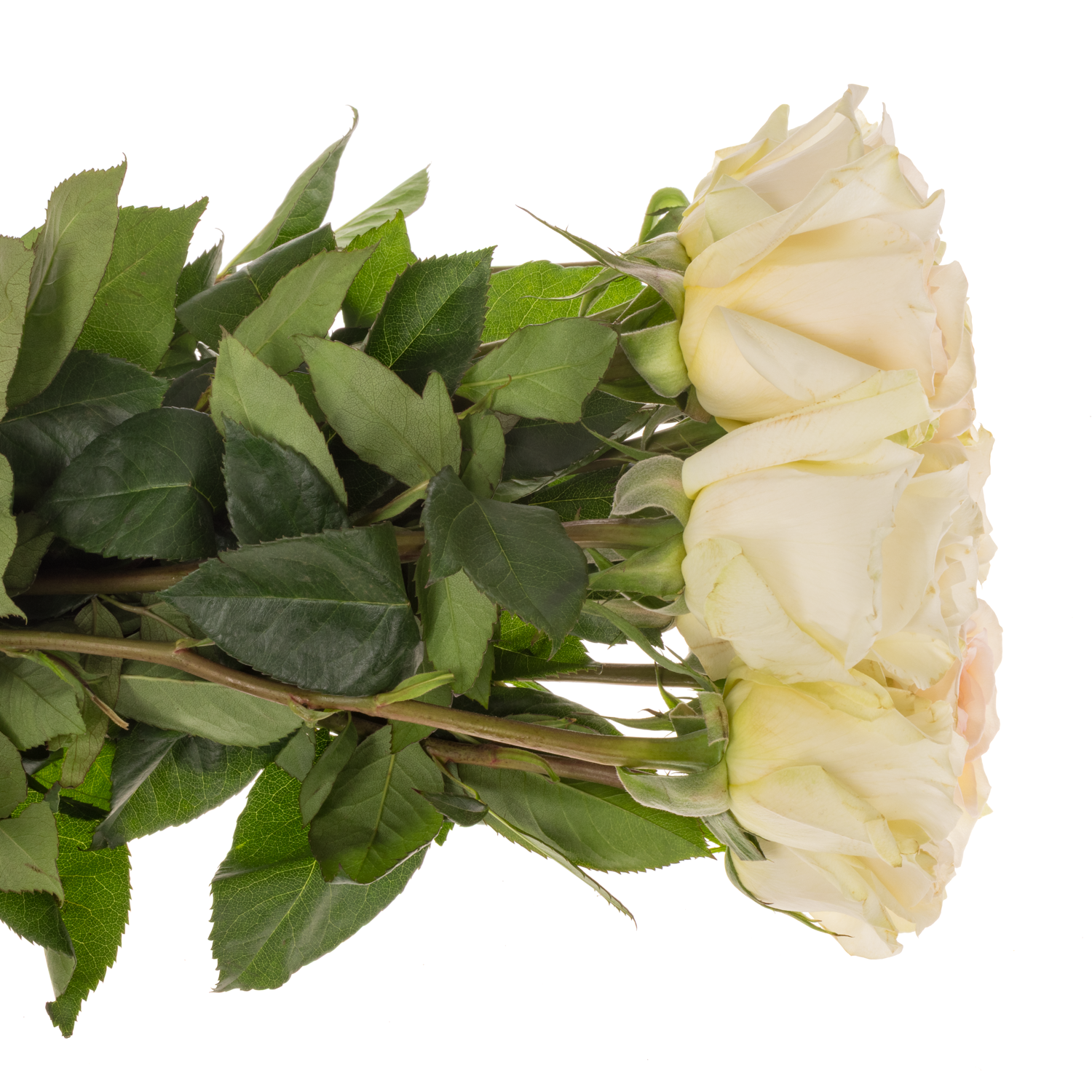 Rose apricot Princess Maya 60cm