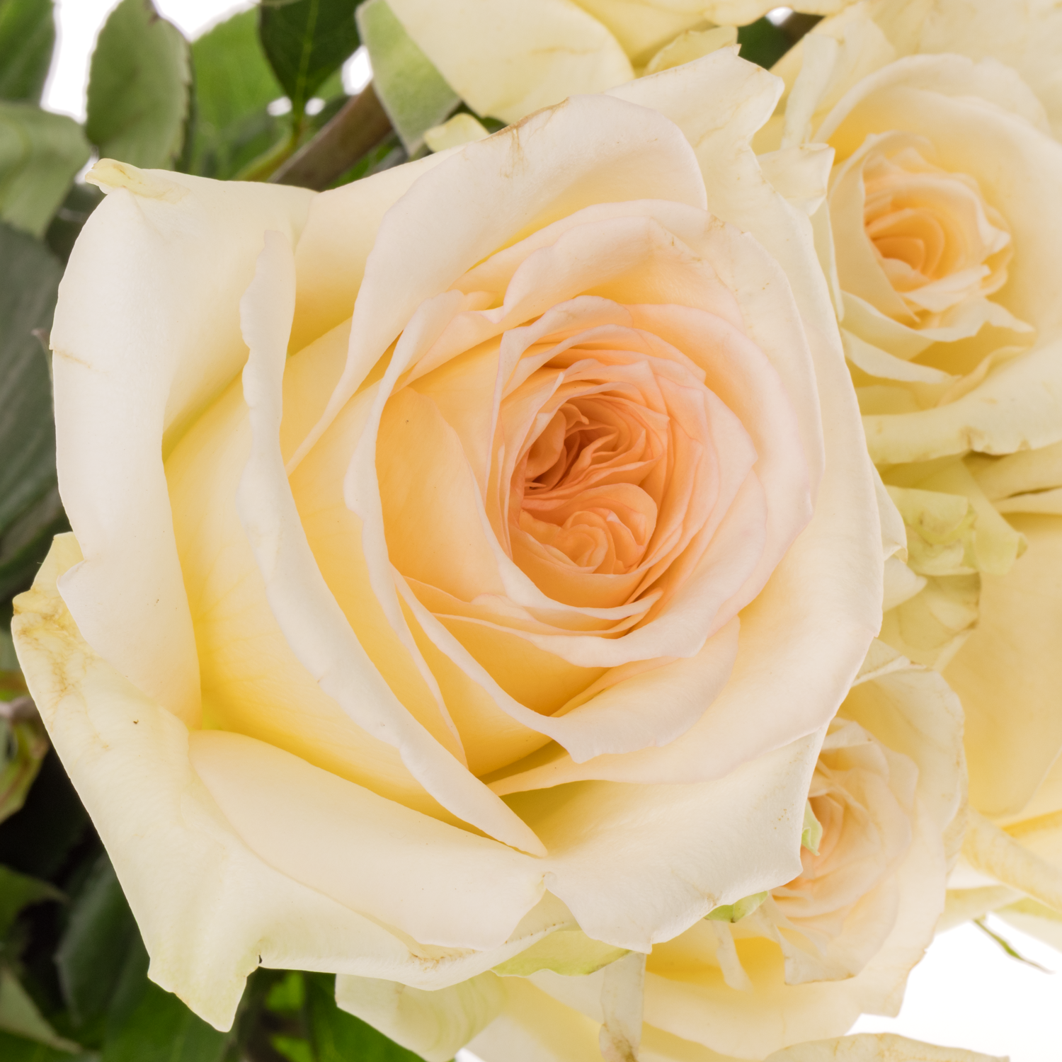 Rose apricot Princess Maya 60cm