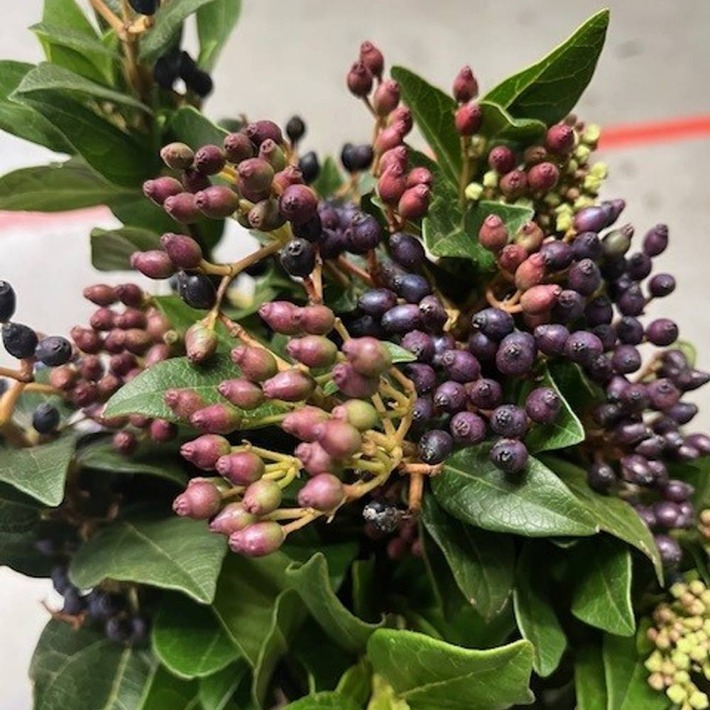 Stahlbaeren blau 50cm