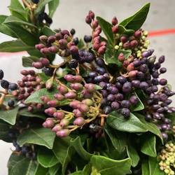 Stahlbaeren blau 50cm