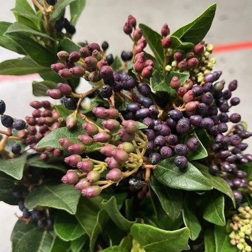 Stahlbaeren blau 50cm